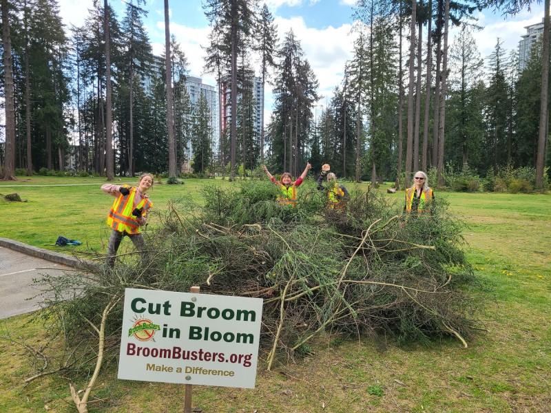 coquitlam-broom-busting