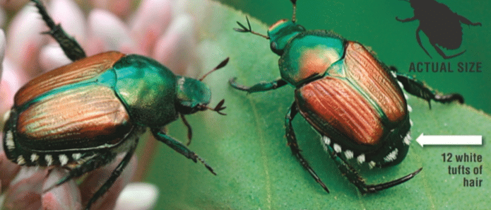 poco-invasive-beetles