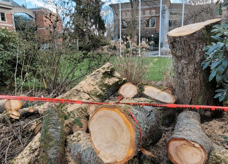 leigh-square-trees