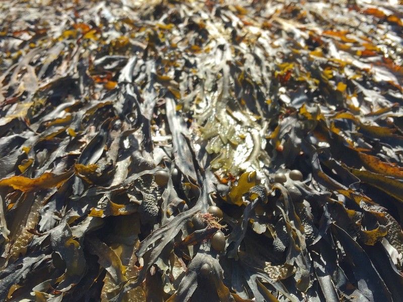 kelp-reforestation