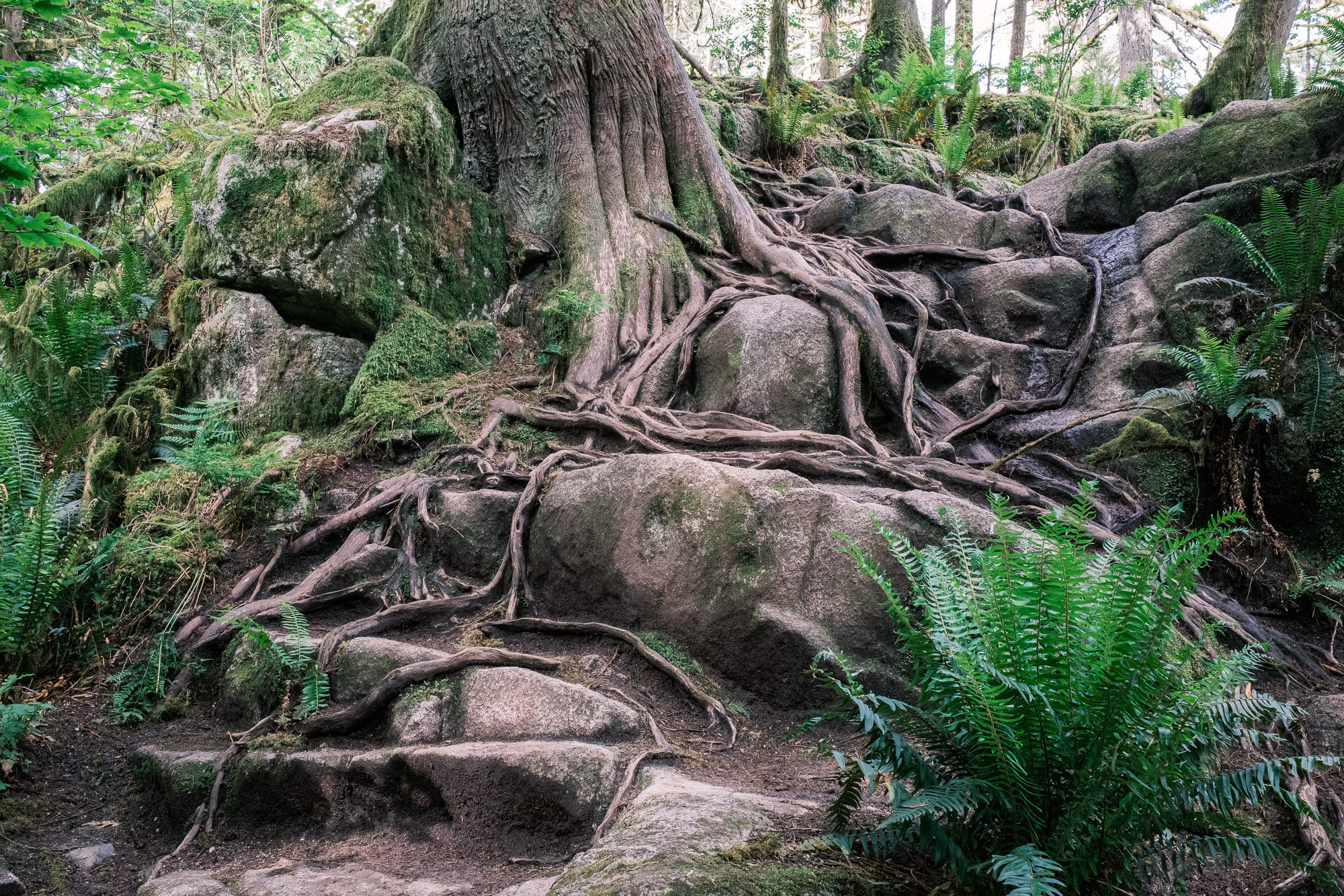 Tree trunks in Minnekhada Park
