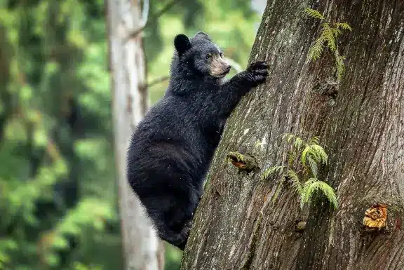 relocated-bear-returned