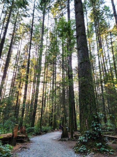 port-moody-candidates-environment