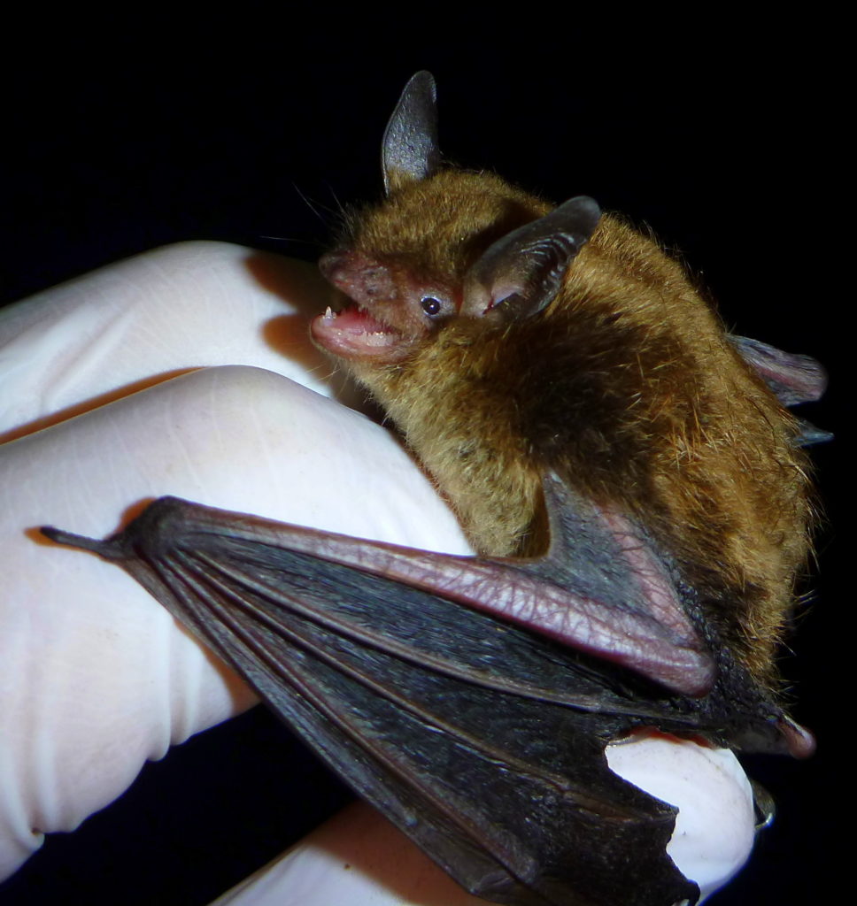 Port-Moody-bat-plan
