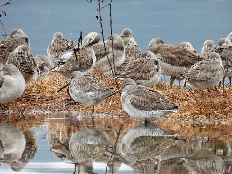 birders-ecosystem-count