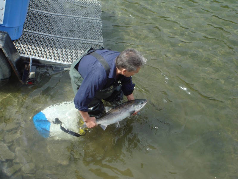 salmon-coquitlam-hatchery