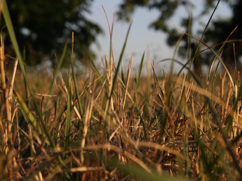 water-restrictions-metro