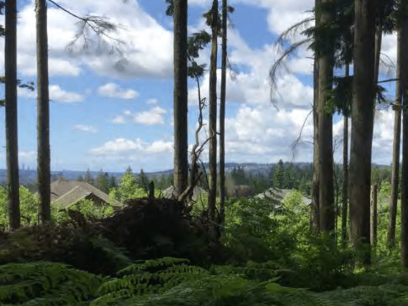 urban-forest-concerns-tricities