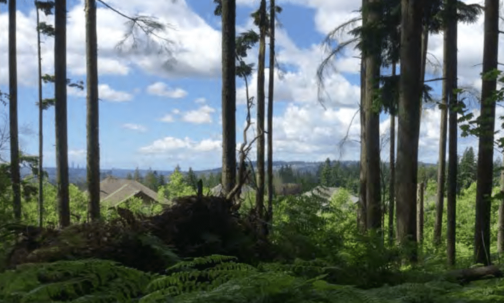 urban-forest-strategy