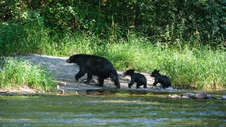 bear-crash-coast-meridian