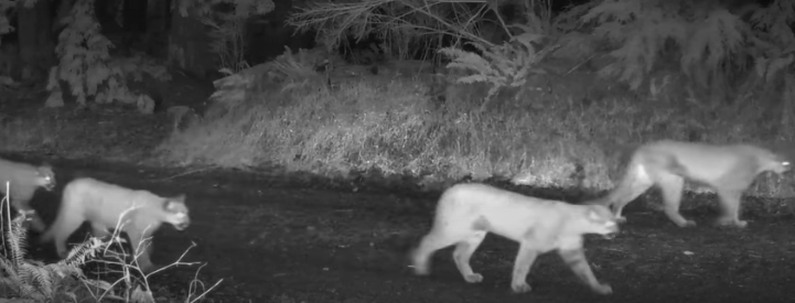 cougar-coexistence-mossom