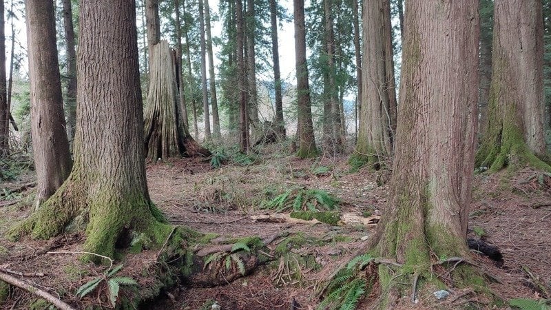 burke-forest-aquifer