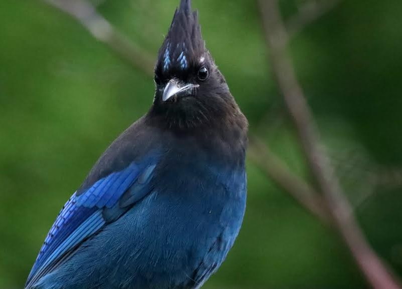 christmas-bird-count