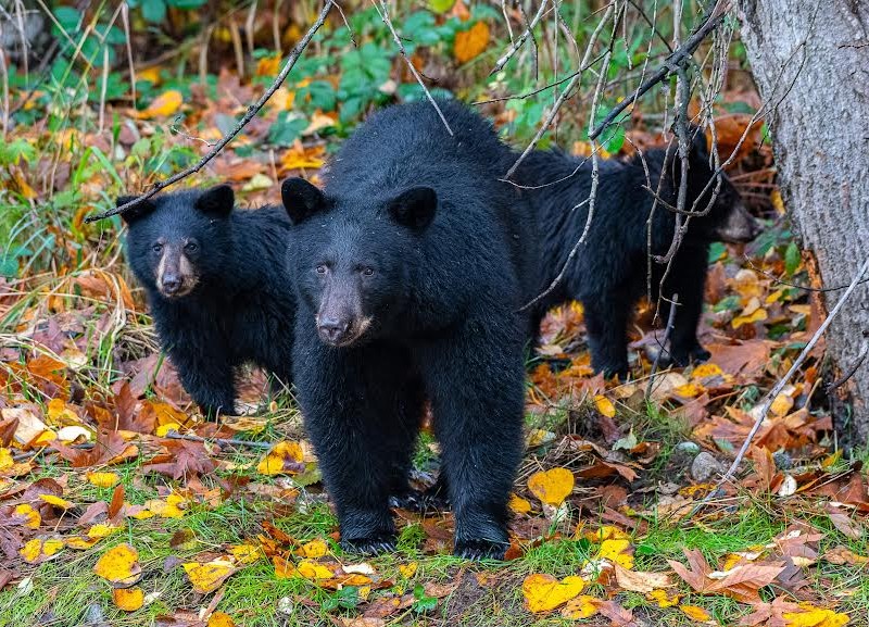 bear-wildlife-coquitlam-development