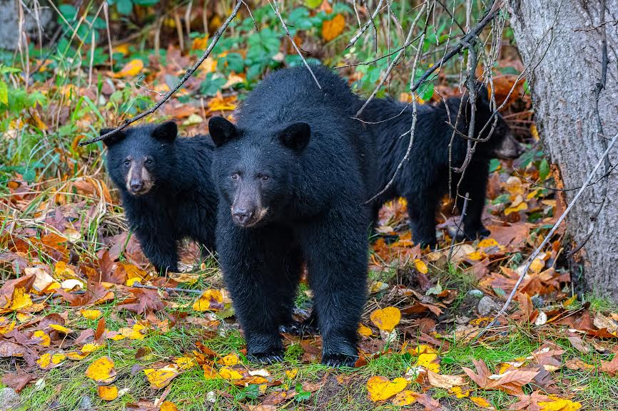 Inside the bear den – Tri-Cities Dispatch