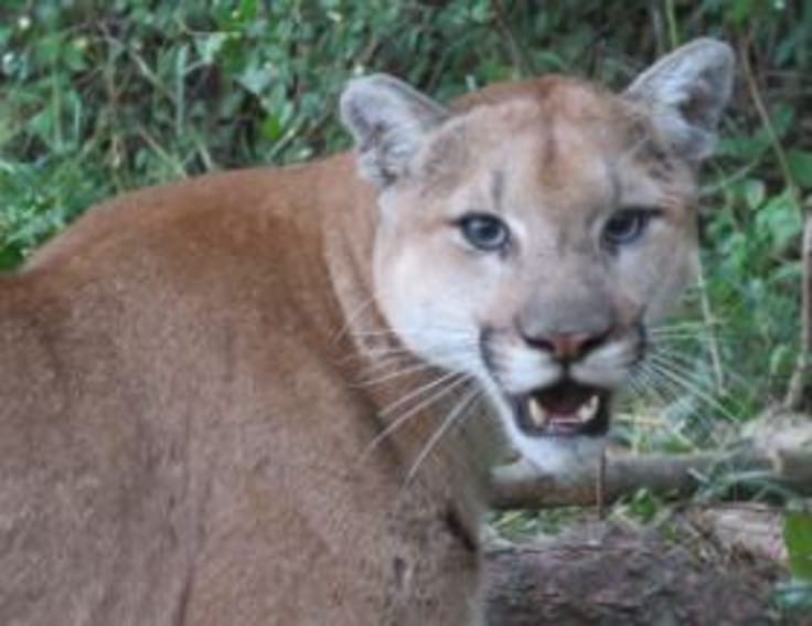 cougar-decision-euthanize