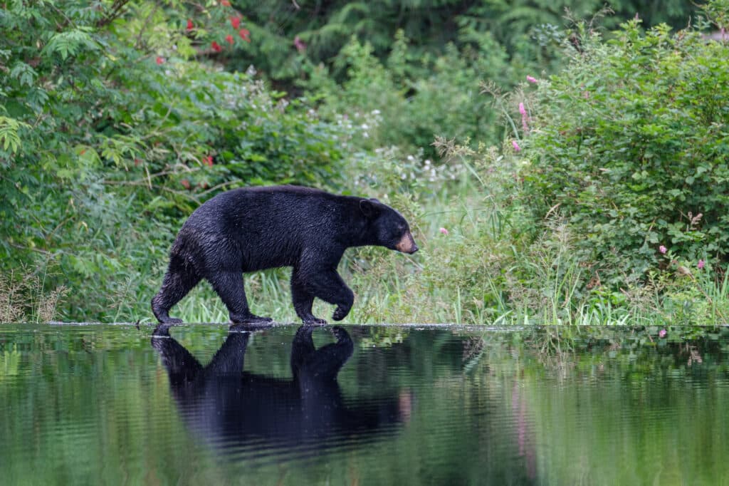 bears-wake-up-from-hibernation