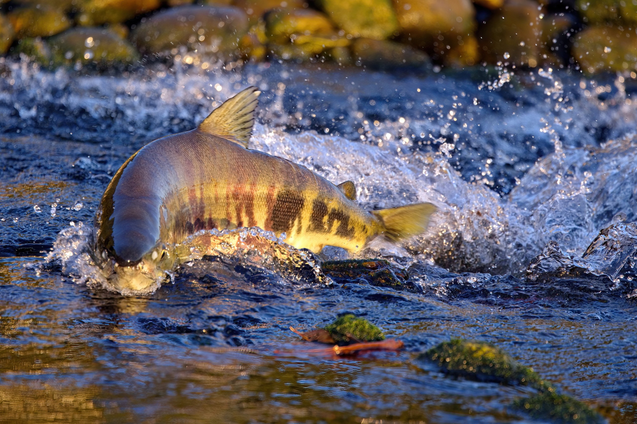 Spectacular-salmon-return