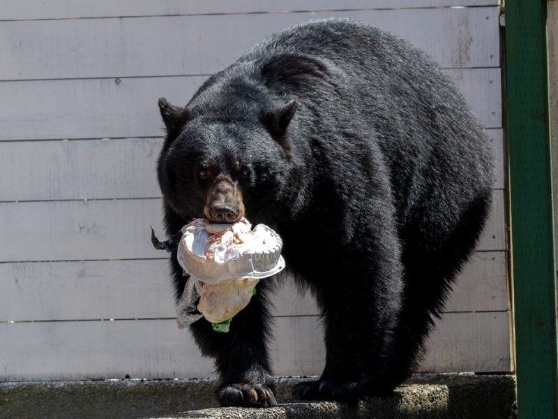 bears-bins-damage-down