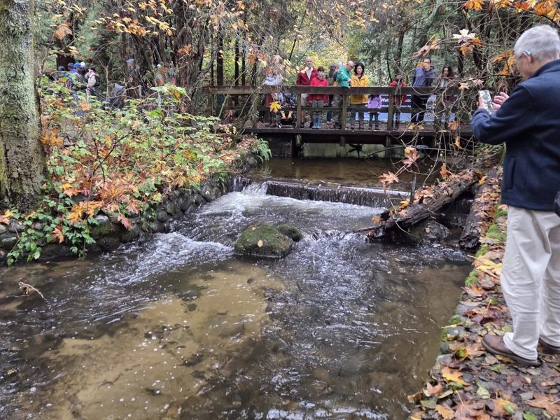 salmon-return-good-disappointing