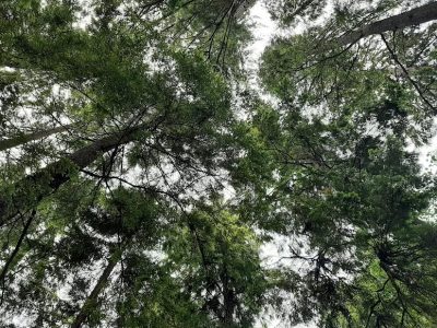 coquitlam-tree-canopy-forty-percent-unrealistic