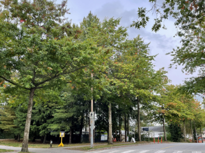 trees-tennis-town-centre-park
