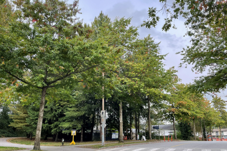 trees-tennis-town-centre-park