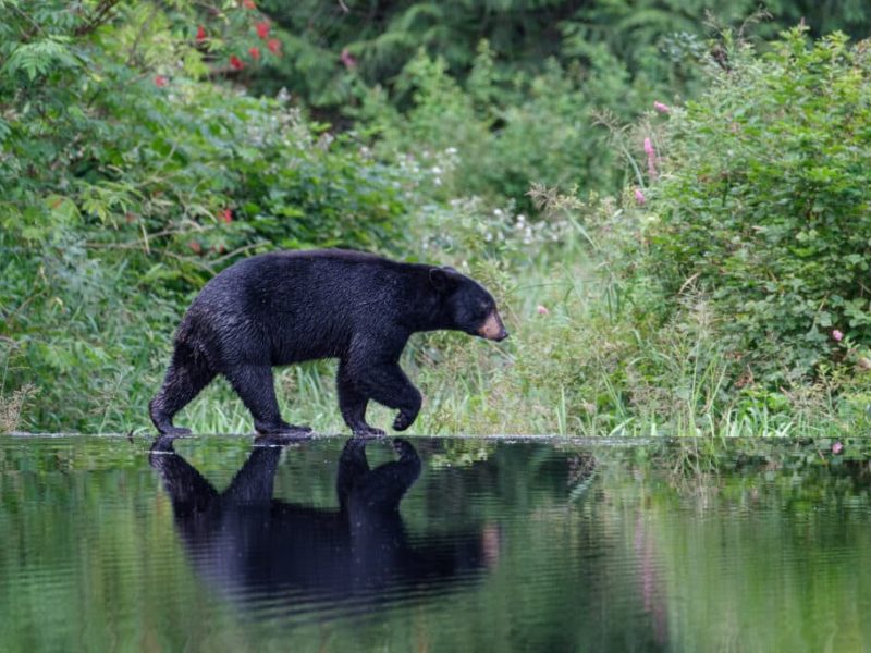 expanding-black-bear-hunting-season-imbalance
