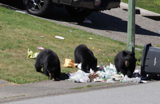 zero-bears-killed-coquitlam-coexistence