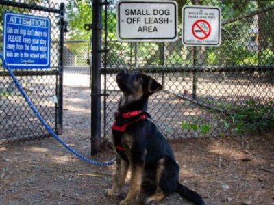 brookmere-dog-park-approved