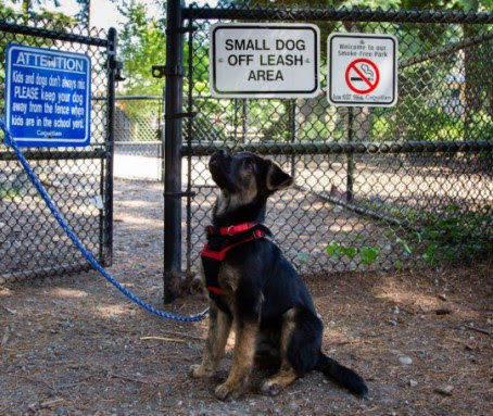brookmere-dog-park-approved