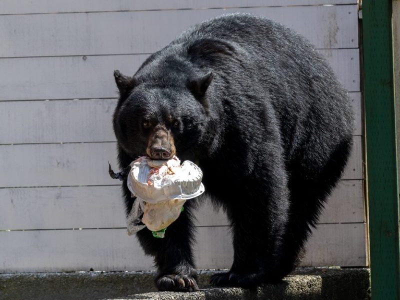 four-bears-killed-coquitlam-2026