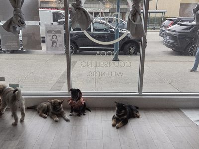 pomo-puppy-yoga