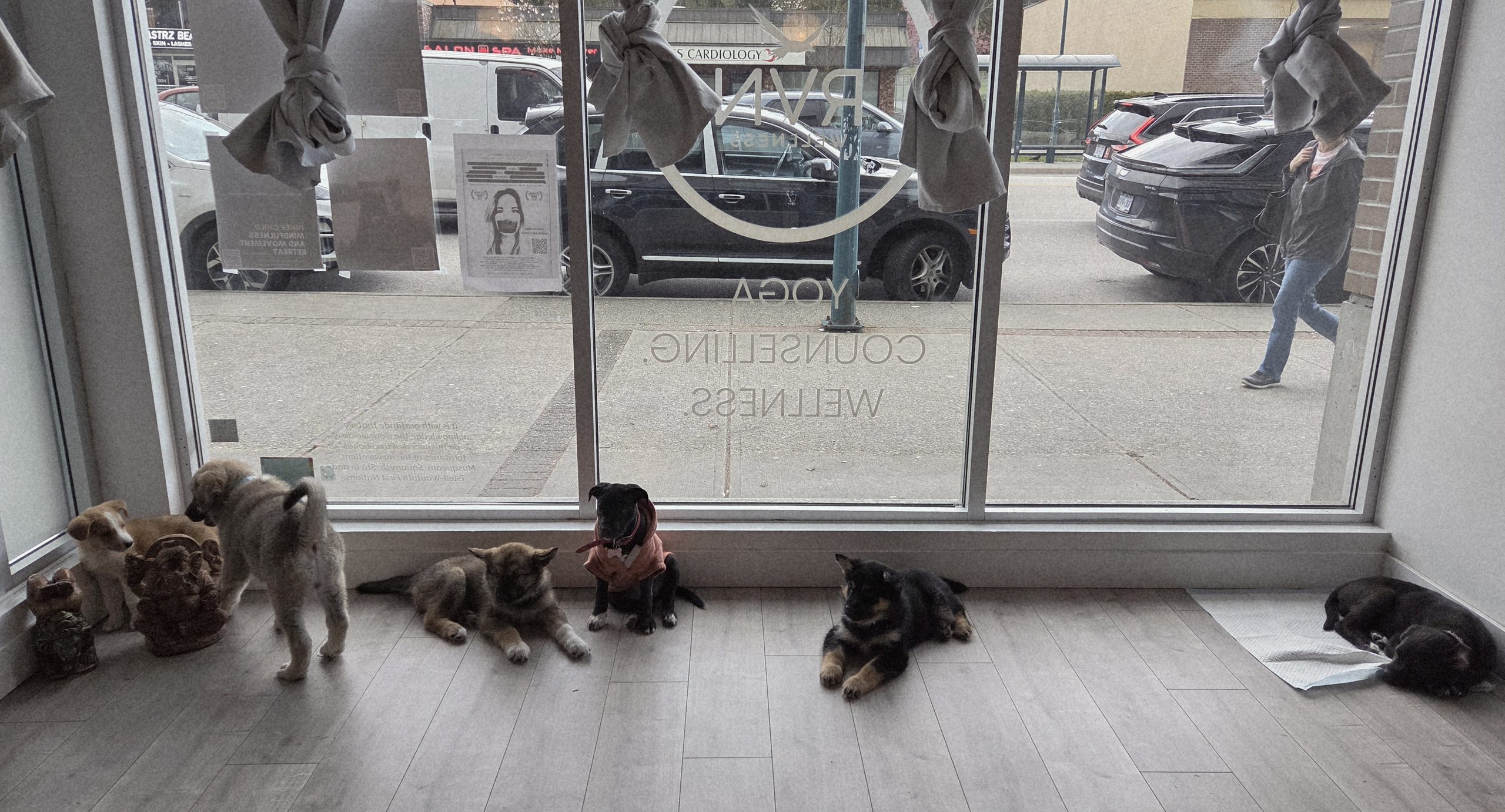 pomo-puppy-yoga